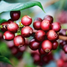 Guatemala San Miguel DABOV Specialty Coffee, 200.8 γρ